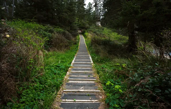 Nature, Nature, Track, Path, Green forest, Green forest