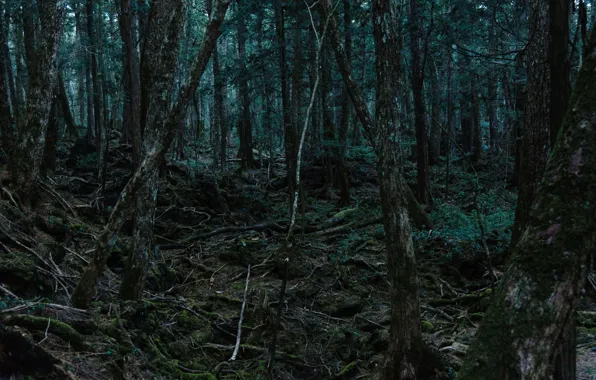 Trees, nature, roots, moss, Japan, Japan, Aokigahara Forest, Aokigahara Forest