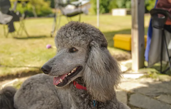 Picture each, dog, lies, poodle