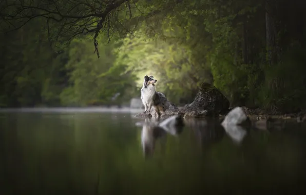 Forest, branches, nature, pose, fog, stones, shore, dog
