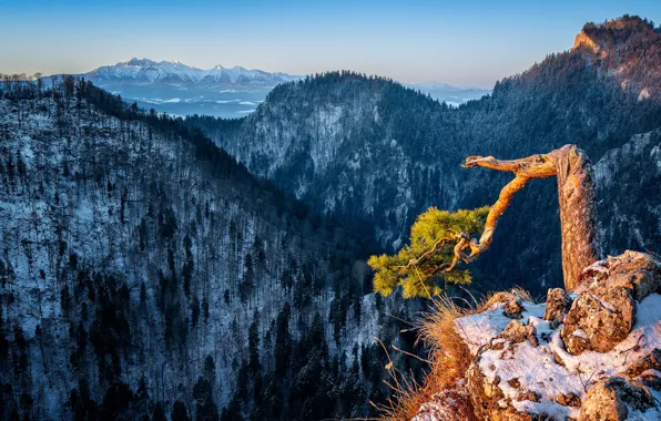 Winter, forest, snow, mountains, tree, the slopes, height, pine