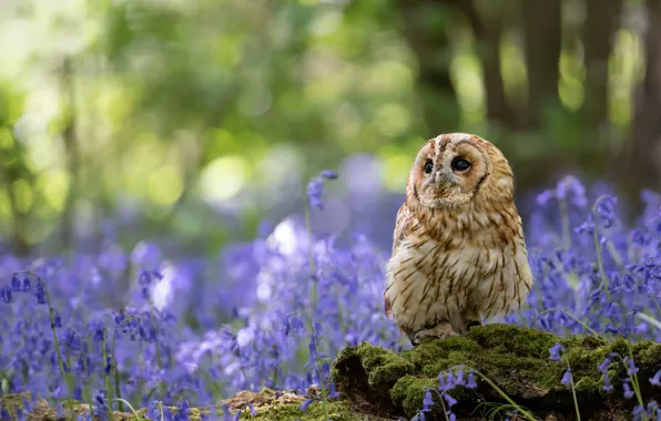 Forest, light, flowers, nature, Park, owl, bird, glade