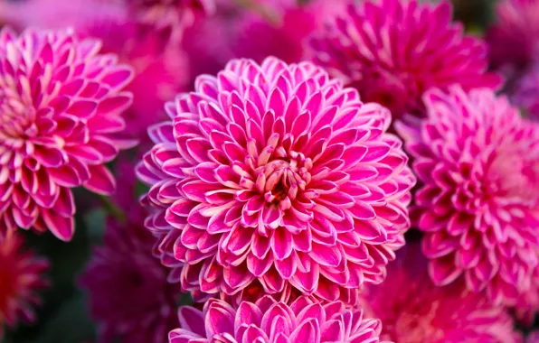 Flowers, pink, dahlias