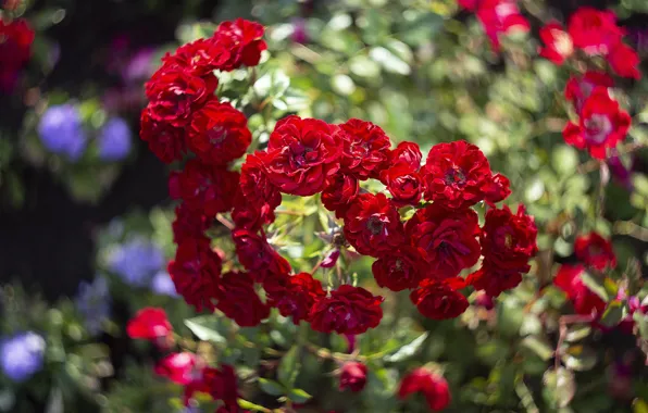 Picture summer, leaves, light, flowers, branches, red, bright, roses