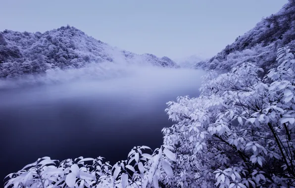 Winter, snow, trees, river, river, trees, winter, snow