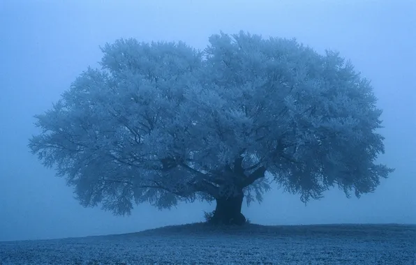 Picture Tree, Snow, Wallpaper