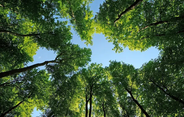 The sky, leaves, trees, nature, photos, forest