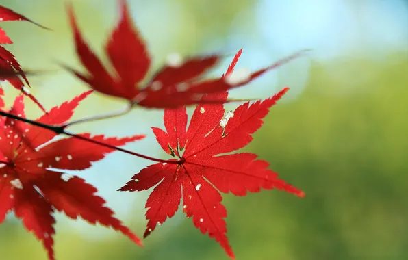 Leaves, macro, nature