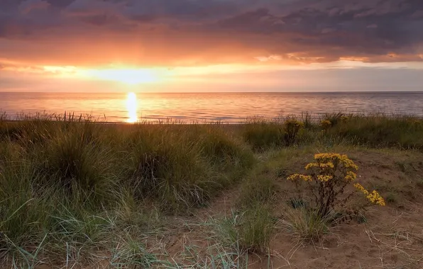 Picture sea, grass, sunset, flowers, clouds, shore, horizon, field