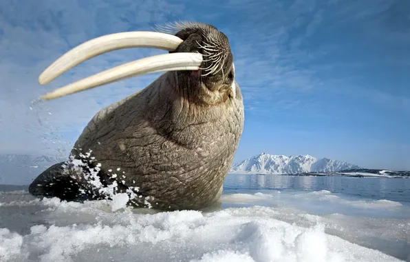 Sea, nature, walrus