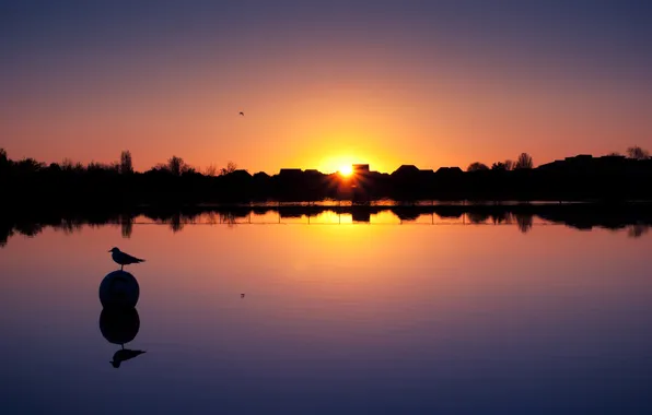 Sunset, lake, bird