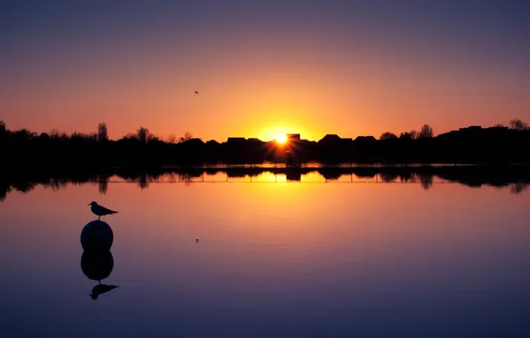 Picture sunset, lake, bird