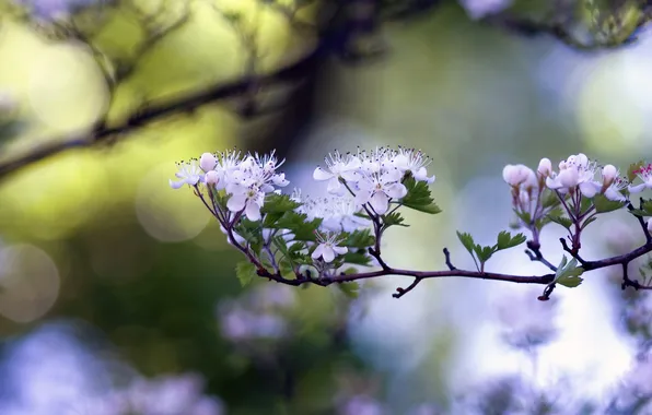 Picture leaves, flowers, nature, photo, background, Wallpaper, branch, blur