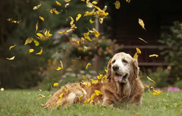 Leaves, each, dog