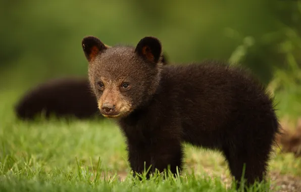 Look, bear, black bear, Baribal