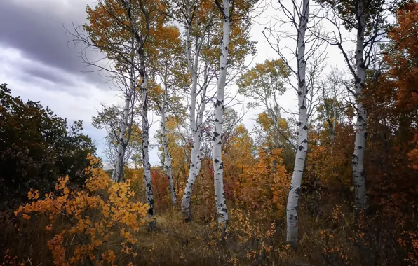 Picture autumn, forest, birch