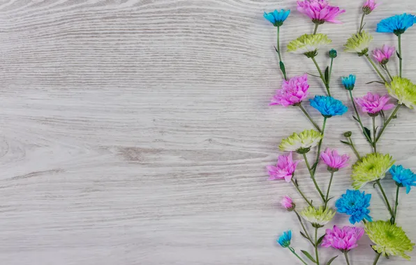 Flowers, colorful, white, chrysanthemum, wood, blue, pink, flowers