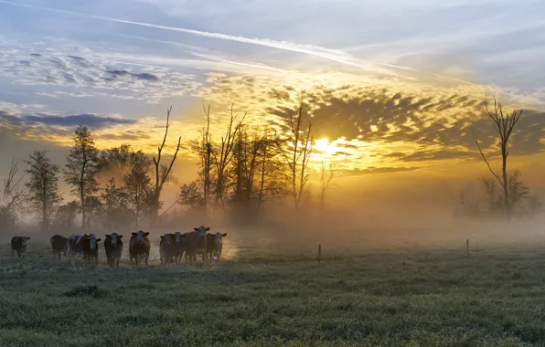 Night, fog, cows