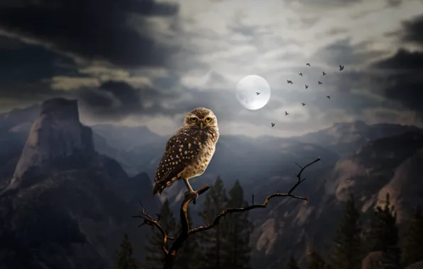 Forest, trees, mountains, birds, night, rocks, owl, the moon