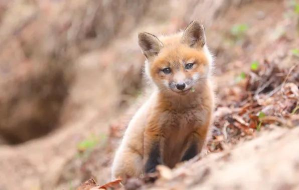 Look, background, portrait, baby, muzzle, Fox, bokeh, Fox