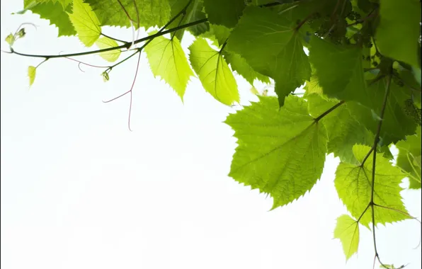 Picture greens, leaves, photo, view