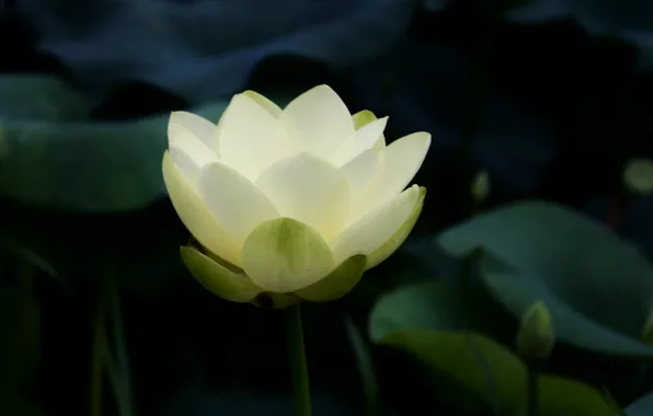 White, leaves, pond, Lotus, water Lily
