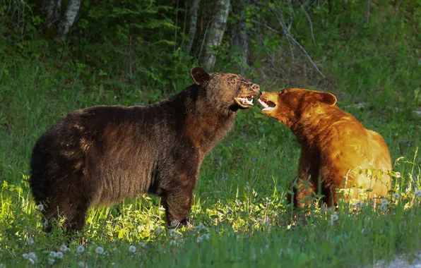 Picture forest, grass, light, nature, pose, dandelion, the game, two