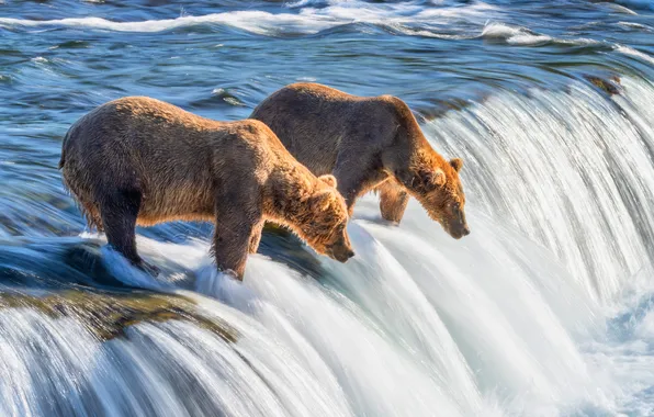 River, fishing, waterfall, stream, bear, bears, pair, two bears