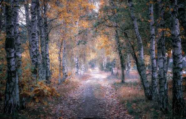 Picture birch, Park, branch, road, trees, path, foliage, haze