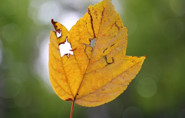 Picture autumn, leaves, background