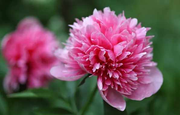 Picture flowers, pink, Bud, bokeh, peony
