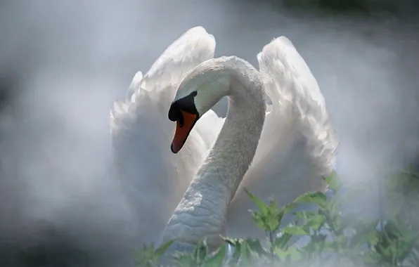 White, leaves, light, pose, fog, bird, portrait, wings