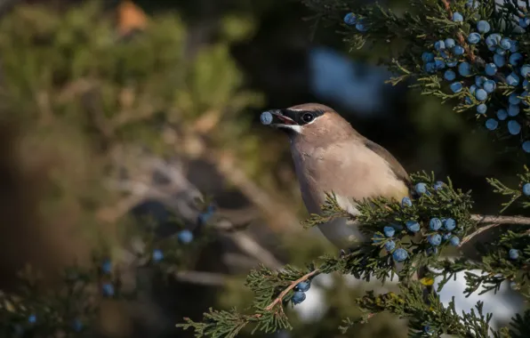 Branches, berries, the dark background, bird, fruit, needles, blue, the Waxwing