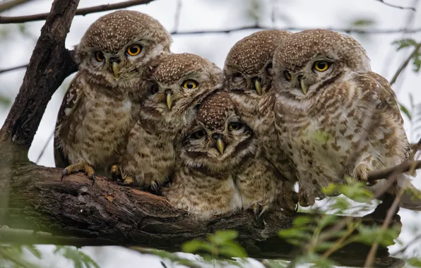 Birds, nature, owls