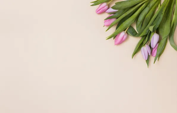 Flowers, tulips, pink, fresh, pink, flowers, tulips, spring