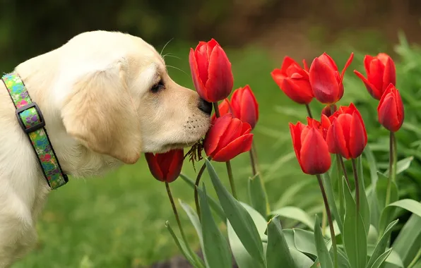 Picture flowers, nature, dog