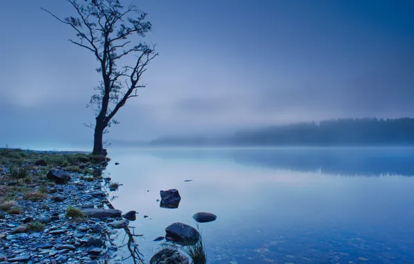 Forest, the sky, trees, fog, lake, reflection, blue, tree