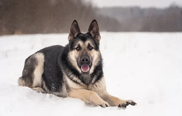 Winter, field, dog, shepherd, Alsatian, veo