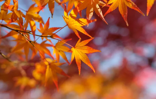 Picture autumn, leaves, branch, maple