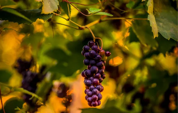 Macro, grapes, bunch, vine