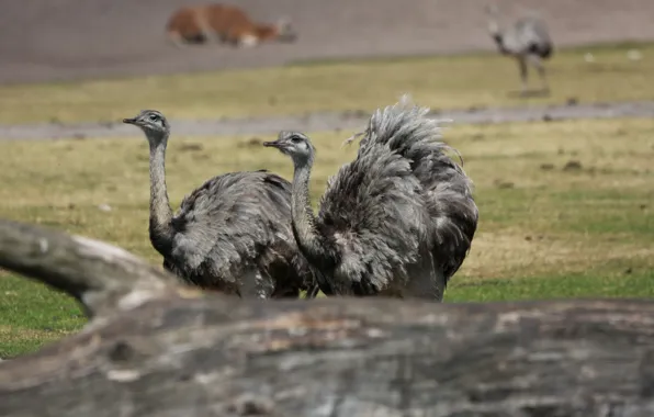 Park, American ostrich, Nandu