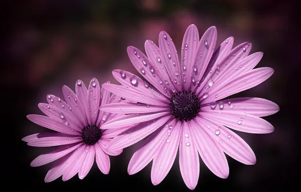 Flower, flowers, Rosa, pink, petals, droplets of water, Daisy
