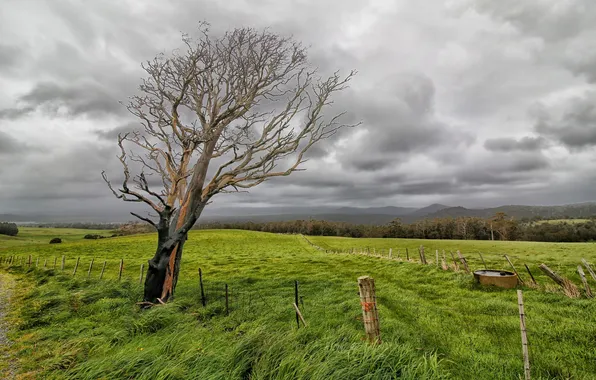 Picture field, landscape, tree, the fence