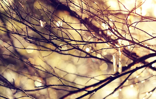 Macro, branches, nature, 2560 x 1600