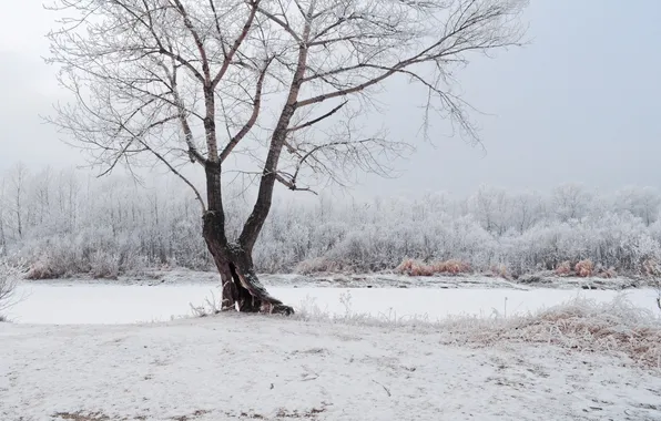 Frost, snow, trees, Winter, a lot