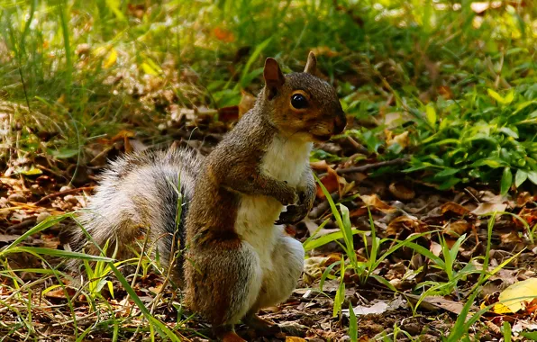 Forest, grass, nature, protein, rodent
