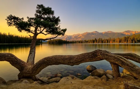 Forest, mountains, lake, tree, shore