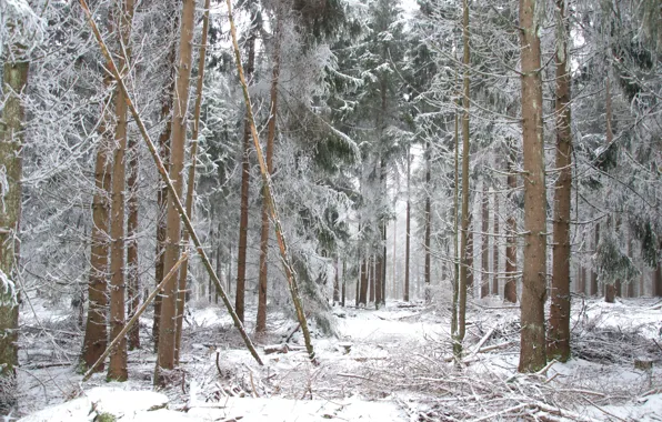 Picture Winter, Snow, Forest, Frost, Winter, Frost, Snow, Forest