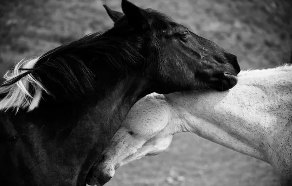 Love, horse, horse, black and white photo