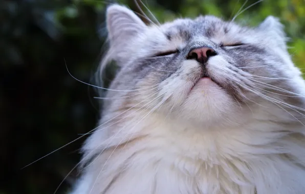 Cat, fluffy, cat, happy face